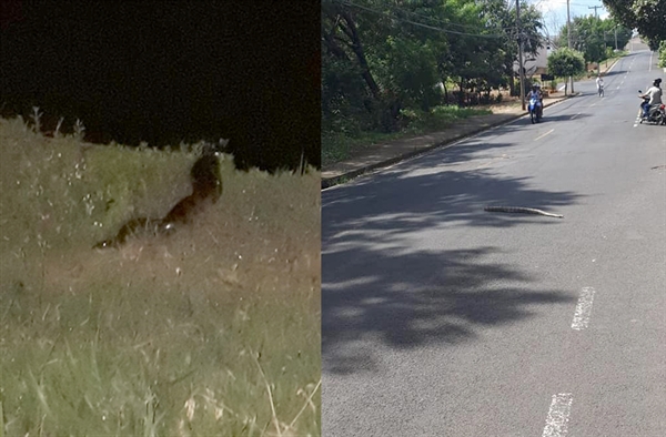 Jiboia, pequena, foi vista na rua Copacabana; já a sucuri estava no Parque da Cultura  (Foto: Reprodução redes sociais)