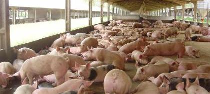 Preços agrícolas caem 5,23% em junho, em São Paulo