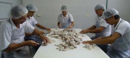 Quadriplica consumo de peixes na quaresma