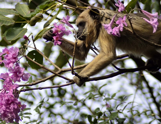 Um dos trabalhos de Bruno, um Bugio vivendo sua primavera  (Foto: Divulgação/Unifev)