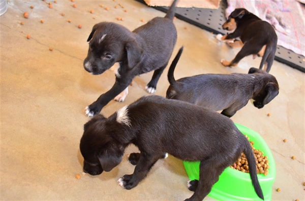 O serviço foi realizado por meio do Centro de Proteção da Vida Animal (Foto: Divulgação/Prefeitura de Votuporanga)