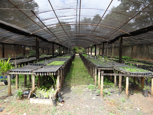 Com a inauguração do Horto Florestal, a cidade terá 12 mil mudas de árvores por ano para investir em arborização e reflorestamento Foto: Gabriele Reginaldo/A Cidade