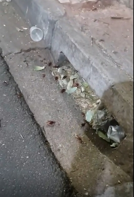 Um morador encaminhou para o A Cidade um vídeo relatando uma infestação de baratas no centro de Votuporanga (Foto: Reprodução)