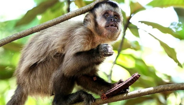 Macacos estariam inclusive invadindo residências que ficam nas proximidades da mata localizada na cidade (Foto: Agência Brasil)