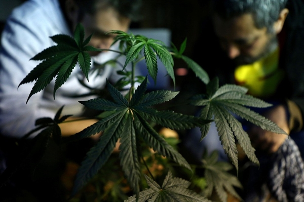 Atualmente, plantio de maconha no Brasil é probido, mas algumas ações judiciais garantiram o direito limitado de algumas pessoas à prática — Foto: Reuters/Ivan Alvarado