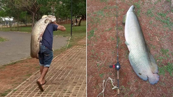 As fotos do peixe e do homem carregando-o nas costas viralizaram nas redes sociais no fim de semana (Fotos: Reprodução/Redes sociais)
