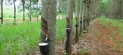 Workshop discute cuidados com o seringal em Jales