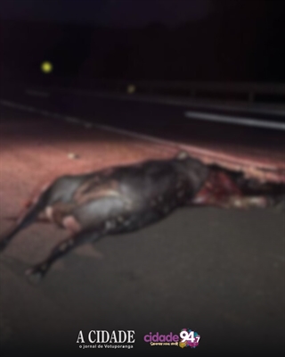 O motorista da carreta não sofreu ferimentos. No entanto, o animal morreu na hora devido ao impacto da colisão (Foto: Divulgação)