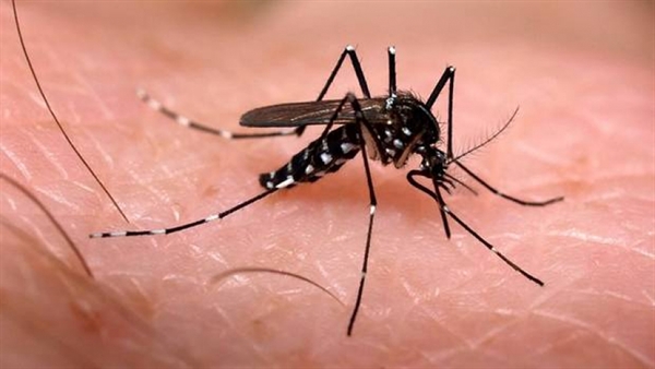 Segundo a pasta, foram registrados 107 casos positivos de dengue e dois de chikungunya (Foto: Agência Brasil)