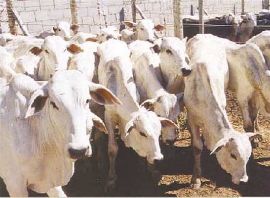 Ao todo, 54 cabeças de gado desapareceram da propriedade rural de Votuporanga e um boletim de ocorrência foi registrado (Foto: Reprodução)