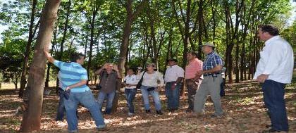 Colombianos se encantam com o plantio de seringueira