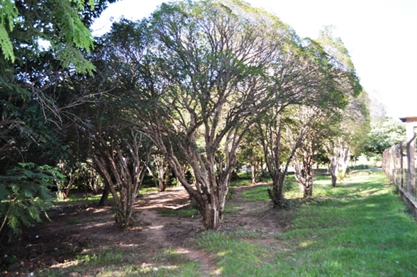 Jabuticabeiras: o bairro dos pés de jabuticaba