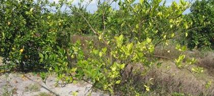 Fundecitrus promove Dia de Campo sobre greening