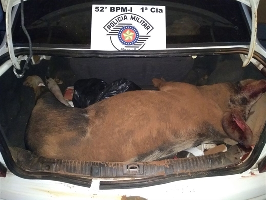 Os policiais encontraram uma porca morta por golpes na cabeça, no valor de R$ 500 (Foto: Divulgação/Polícia Militar)