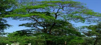 Fórum apresenta ações preventivas de impacto ambiental