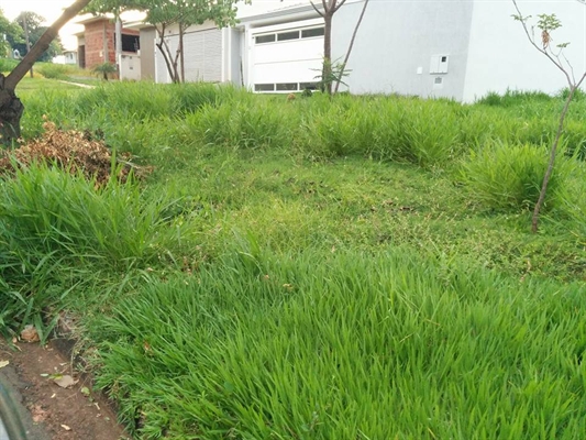 Mato alto toma conta do Jardim dos Ipês e prejudica os moradores daquele local