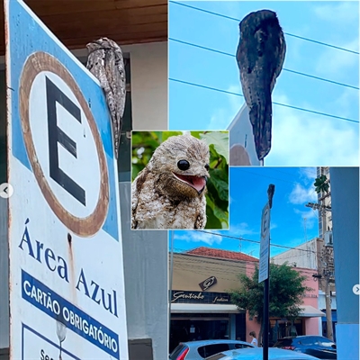 Em algumas tradições folclóricas, o urutau é visto como uma criatura mágica capaz de se transformar  (Foto: Instagram/Master Papelaria)