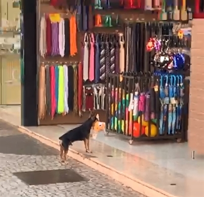 Cachorro foi flagrado 'furtando' brinquedo de pelúcia de loja em Votuporanga — Foto: Arquivo Pessoal/Hiago Gonçalves