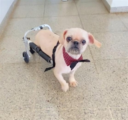 Animal está disponível para adoção na Clínica Veterinária Municipal (Foto: Prefeitura de Votuporanga) 