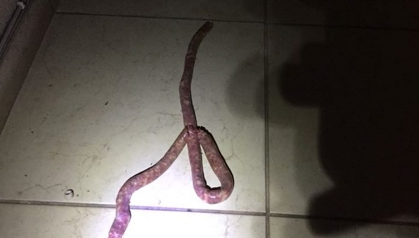 Bombeiros são chamados para capturar cobra e encontram linguiça (Foto: Divulgação)