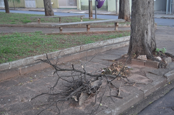 Moradores reclamam de sujeira e querem poda de árvores