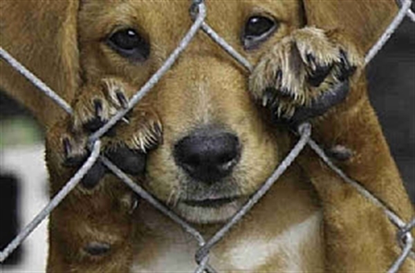 Segundo o CPVA, quando a equipe é acionada, é realizada orientações ao tutor do animal (Foto: Reprodução)