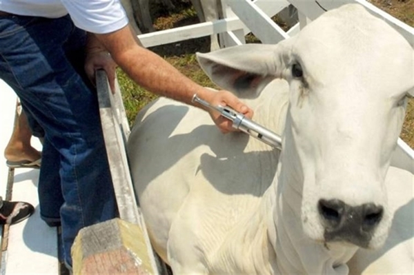 Os pecuaristas votuporanguenses têm até o dia 31 de maio para vacinar o rebanho de bovinos e bubalinos contra a Febre Aftosa (Foto: Governo do Estado de São Paulo)