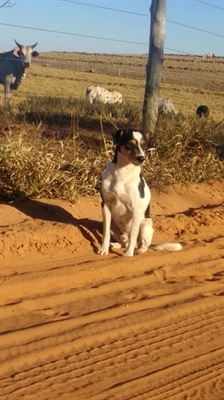  Cão aguarda dono em estrada de terra. Homem morreu há duas semanas depois se ser agredido durante assalto (Foto:  Lourdes Brito / Arquivo Pessoal)