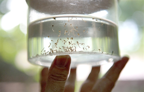 Há ainda 3,5 mil casos em investigação, além de nove casos de chikungonya já confirmados e outros cinco suspeitos 