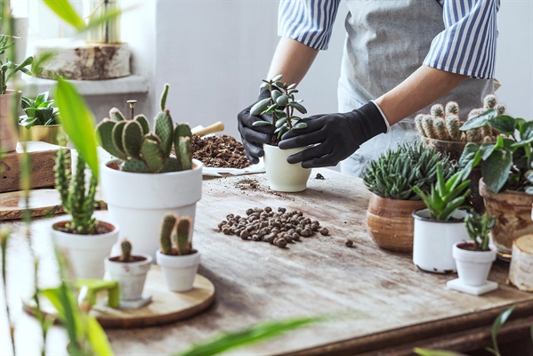 UNIFEV oferece curso sobre manejo e reprodução de plantas suculentas (Foto: Unifev)