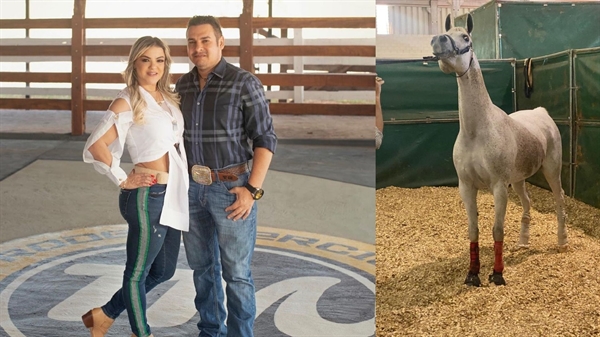 O Haras é de Tércio Miranda e sua esposa Rosana Araújo de Miranda e participa do maior evento da raça (Fotos: Divulgação)