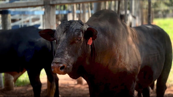 A Companhia Tércio Miranda anunciou a aquisição, em uma tacada só, de 20 animais de elite da Companhia 2M (Foto: Divulgação)