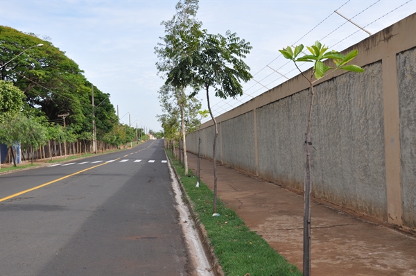 Prefeitura e Saev Ambiental plantam árvores no Cemitério Municipal