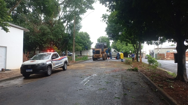 Na manhã de ontem, uma árvore caiu na avenida Fortunato Targino Granja  (Foto: Divulgação)