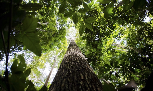 Objetivo da iniciativa é estimular o desenvolvimento de um mercado voluntário de créditos de carbono verde no Brasil (Foto: Marcelo Camargo/Agência Brasil)