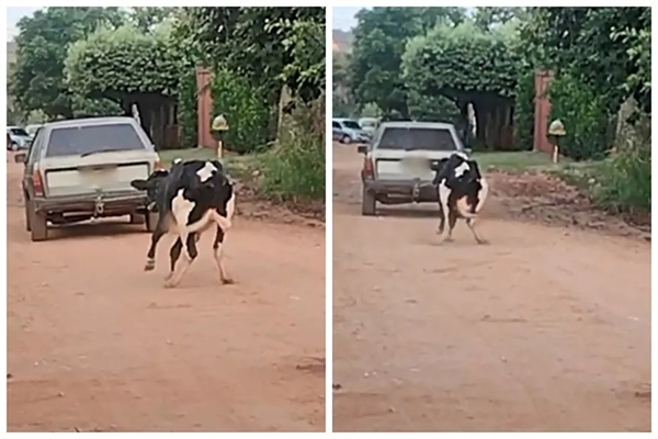 A cena foi gravada por uma moradora e publicada nas redes sociais (Fotos: Arquivo pessoal)