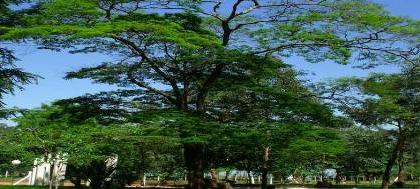 Para secretário, cidade é bem arborizada