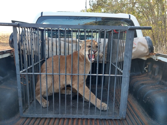 Animal foi solto por policiais ambientais de Votuporanga (Foto: Polícia Ambiental) 