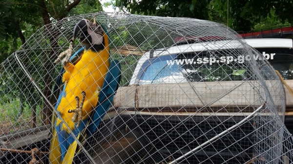O dono do sítio não tinha autorização para criar a ave silvestre e manter o animal em cativeiro (Foto: Divulgação/Polícia Ambiental)