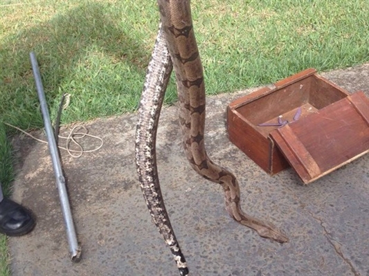 Cobra é encontrada dentro de motor de carro em Fernandópolis