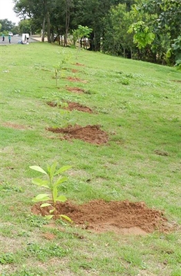 Saev Ambiental doa 1,2 mil mudas em comemoração ao Dia da Árvore