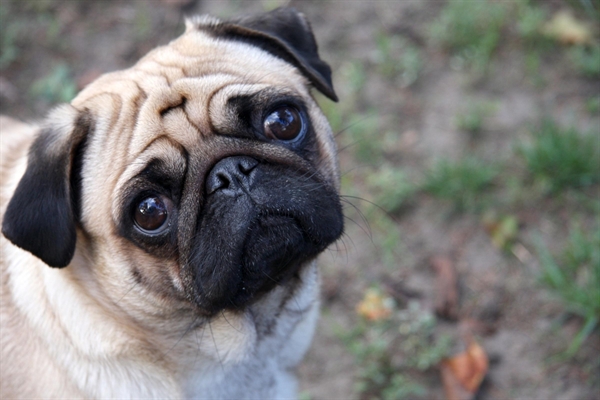 Evento reunirá cães da raça pug 