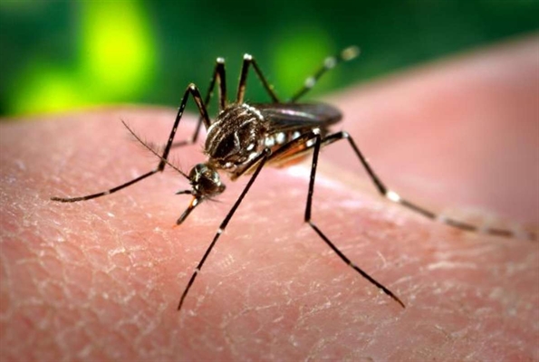 Fernandópolis confirma caso de vírus da zika em gestante