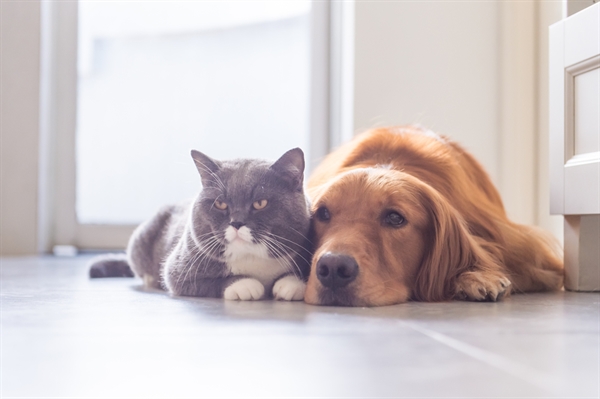 A iniciativa visa manter o controle populacional desses animais e tem como foco, atender famílias de baixa renda (Foto: Prefeitura de Votuporanga)