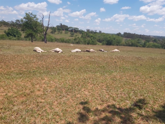 O cabo se rompeu e 14 cabeças de gado foram eletrocutadas até a morte (Foto: Arquivo pessoal)