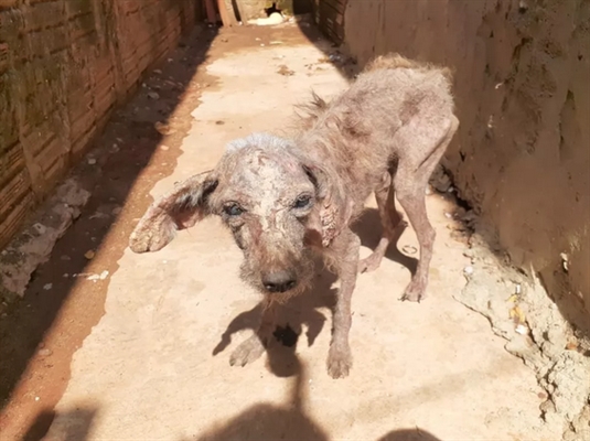 Cão foi resgatado após denúncia em bairro de Rio Preto. (Foto: Divulgação/Dibea)