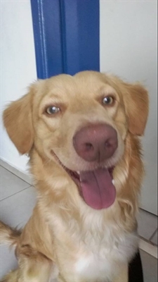 (Foto: Divulgação/Amor & Patas)