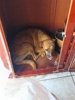 Em Votuporanga, homem abandona cadela e recebe multa de R$ 3 mil