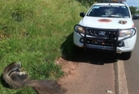 A Defesa Civil de Valentim Gentil e o Corpo de Bombeiros de Votuporanga realizaram o resgate do animal (Foto: Divulgação)