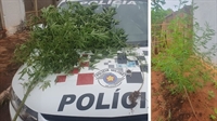 Um homem foi preso com três pés de maconha no momento em que usava a droga (Foto: Divulgação)